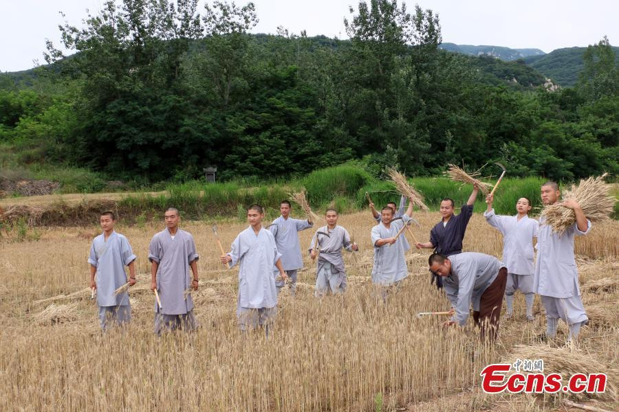 Harvest time for kung fu masters