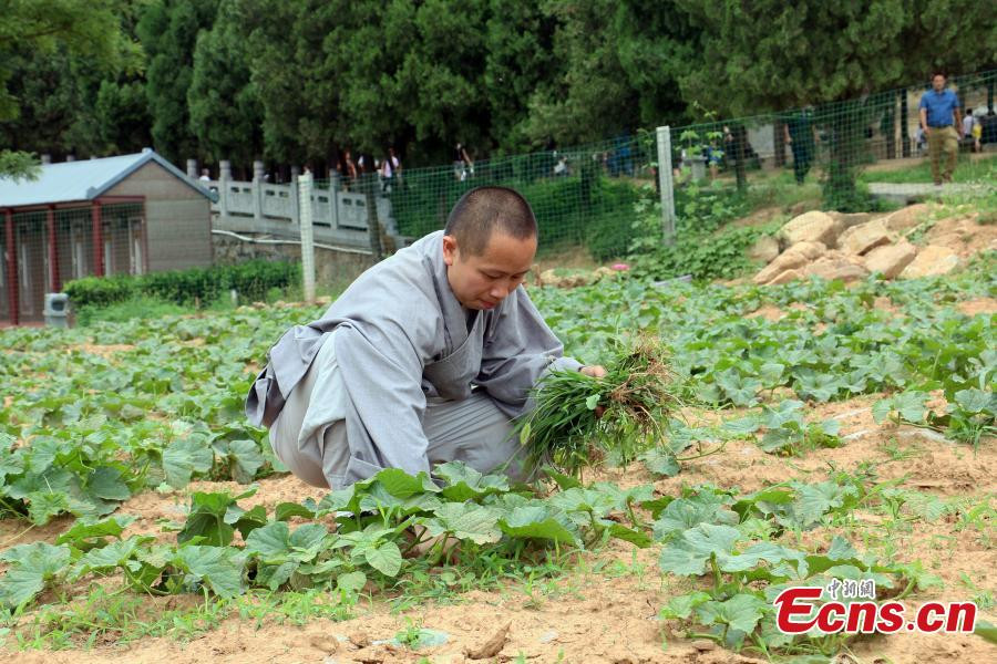 Harvest time for kung fu masters