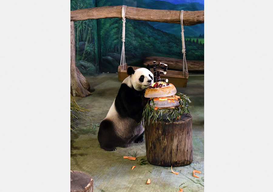 Giant pandas Tuan Tuan, Yuan Yuan enjoy birthday cakes in Taipei