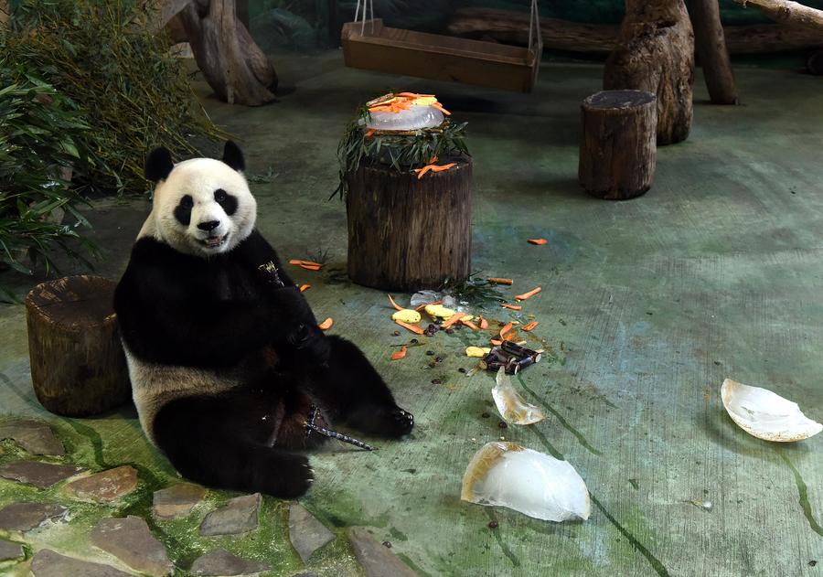 Giant pandas Tuan Tuan, Yuan Yuan enjoy birthday cakes in Taipei
