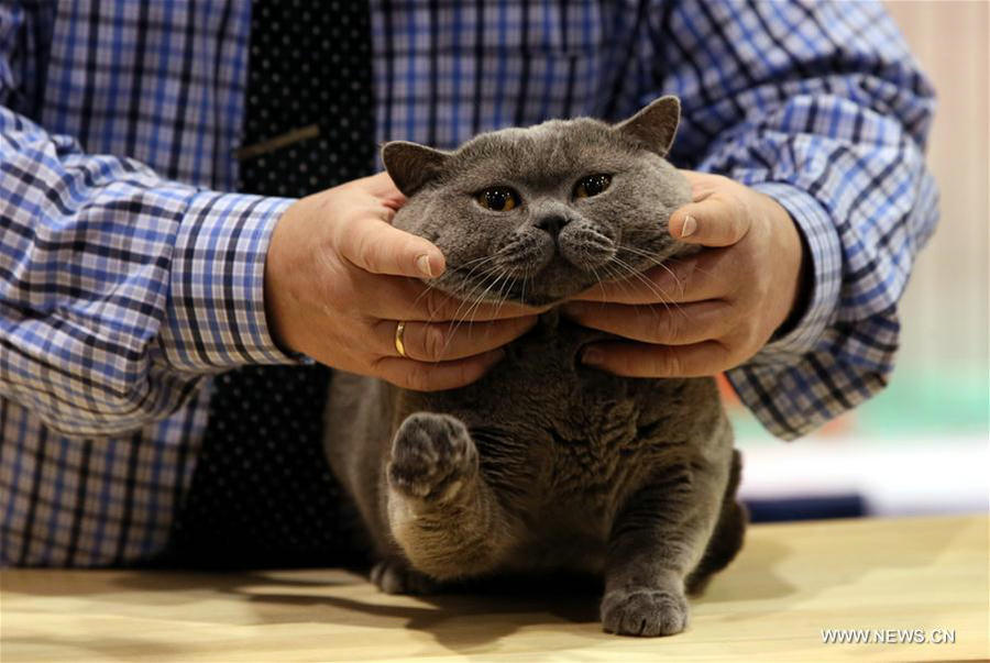 4th Championship Cat Show kicks off in Hong Kong