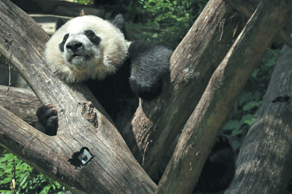 Panda love endures across the Pacific