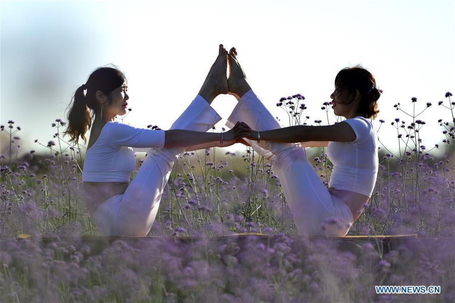 Yoga fans practise yoga on flower farmland in N China's Hebei