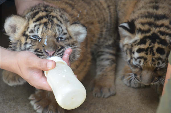 Tiger gives birth to seven cubs in rare breeding feat