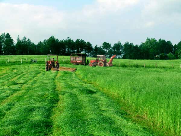 Pastures are now alive