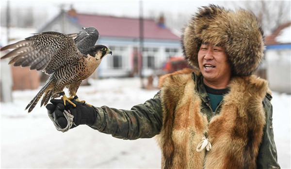 Manchu falconry culture turns to protection
