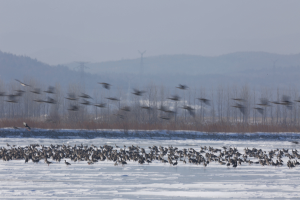 Jingxin Wetland welcomes rare birds in early spring