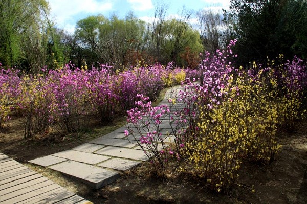Discovering Changchun’s 10 vivifying cultural parks in spring (1)