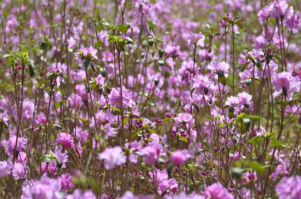 Discovering Changchun’s 10 vivifying cultural parks in spring (1)