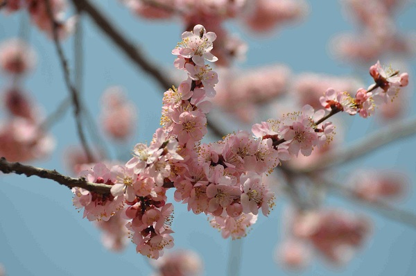Discovering Changchun’s 10 vivifying cultural parks in spring (1)