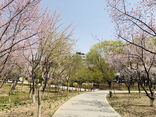 Discovering Changchun’s 10 vivifying cultural parks in spring (1)