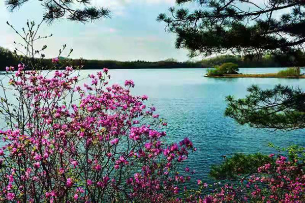 Wild azalea tourism festival to open in Jilin in May