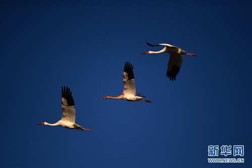 Jilin Momoge: white crane paradise
