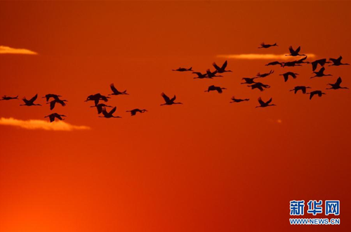 Jilin Momoge: white crane paradise