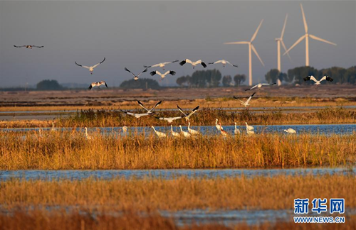 Jilin Momoge: white crane paradise