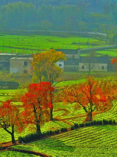 Places to appreciate red leaves this Oct in Anhui
