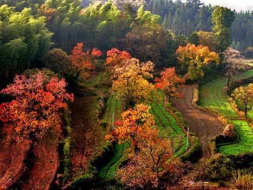 Places to appreciate red leaves this Oct in Anhui