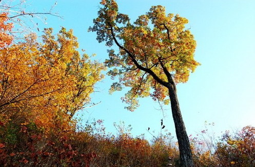 Places to appreciate red leaves this Oct in Anhui