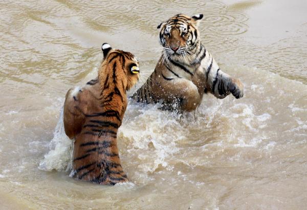 Tigers play in water in Huangshan Mountain