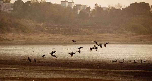 Migratory birds enjoy winter in E China wetland