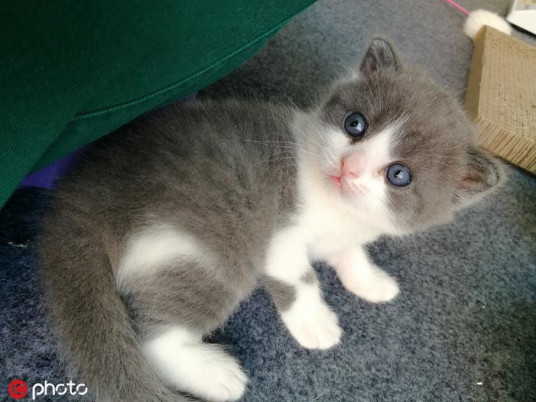 Cloned cat brings real comfort to its owner