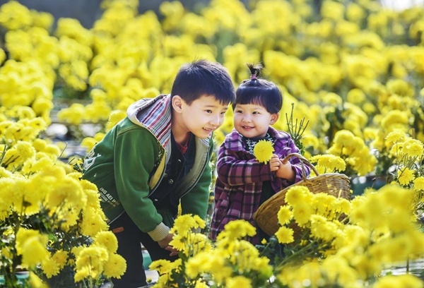 1701756960862031054.jpg 金丝皇菊_副本.jpg