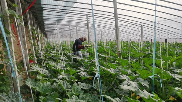 1702964173363077536.jpg 西葫芦_副本.jpg