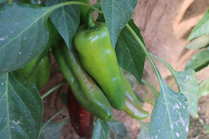 1703051588097029918.jpg 定陶1220.jpg