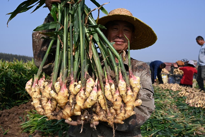 1704872660288003765.jpg zhucheng1.jpg