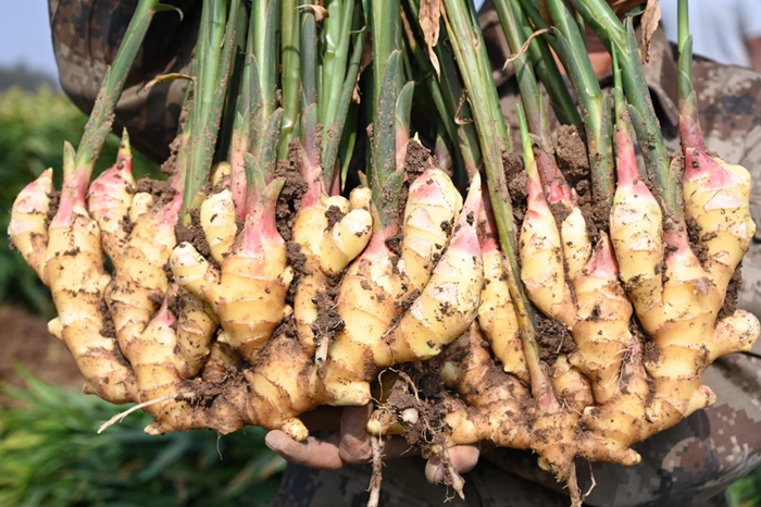 1704872766788004252.jpg zhucheng2.jpg