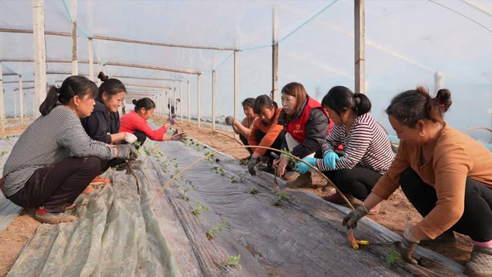 1705558572706076391.jpg dt118.jpg