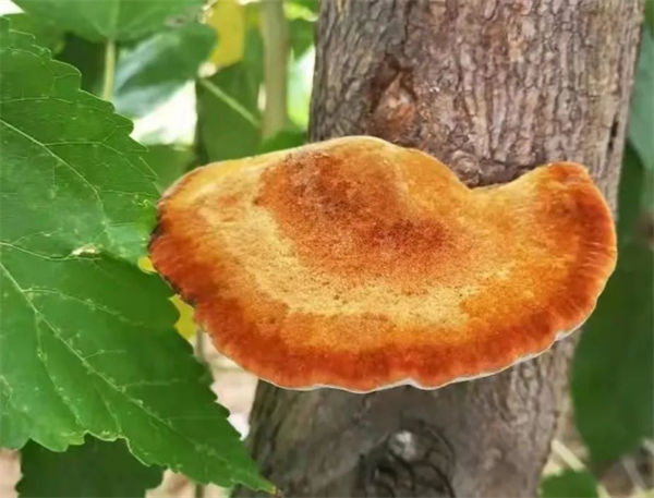 1711507288242033250.png 图片2_副本1.png