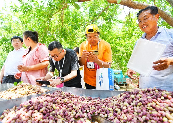 1716256890342057103.jpg 桑葚2.jpg