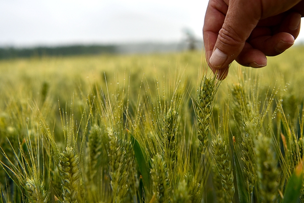 1716456554687062808.jpg 5月20日,在山东潍坊高密市姜庄镇,村民正在查看小麦长势。_副本.jpg