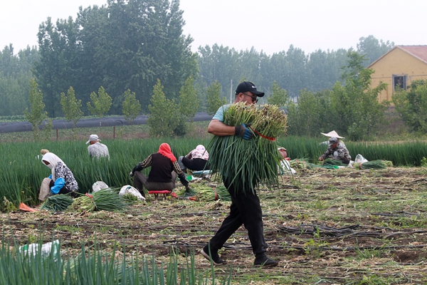 1716456561814057897.jpg 5月20日,在山东潍坊高密市姜庄镇,村民正在收获香葱。_副本.jpg