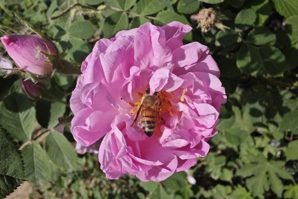 1716805957797077185.png 玫瑰.png