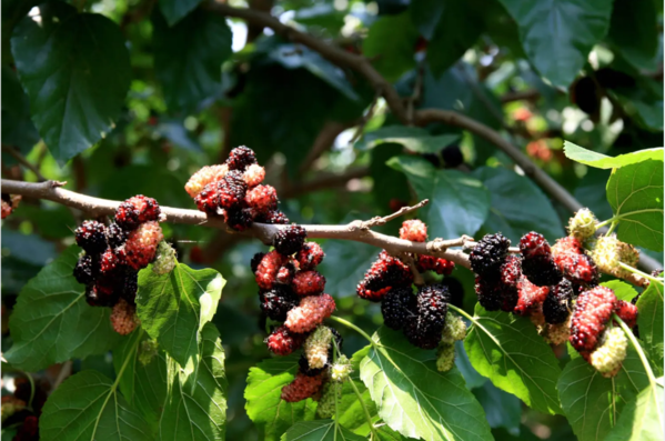 1716806248830044069.png 桑葚.png