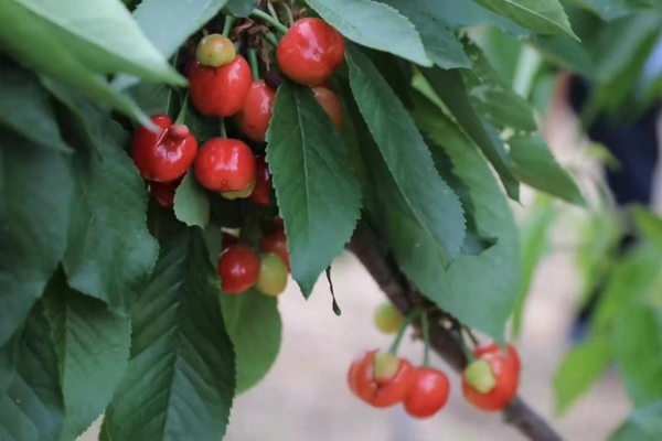 1718676424826026290.png 河东cherry插图.png