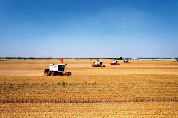 1719801124437054981.jpg 小麦1_副本.jpg