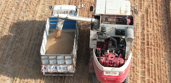 1719801131838033755.png 小麦2_副本.png