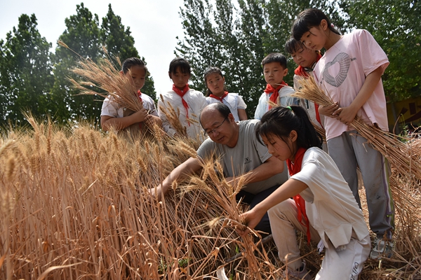 5-2024年6月12日，山东潍坊高密市大牟家镇官厅小学的小学生在老师的指导下收割小麦。（李海涛摄）_副本.jpg
