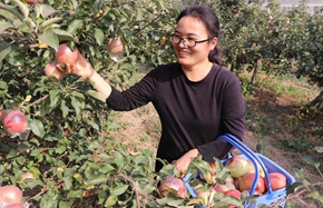 apple_副本.jpg