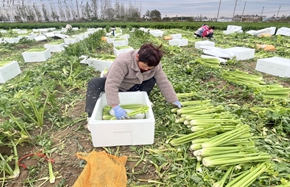 celery_副本.jpg