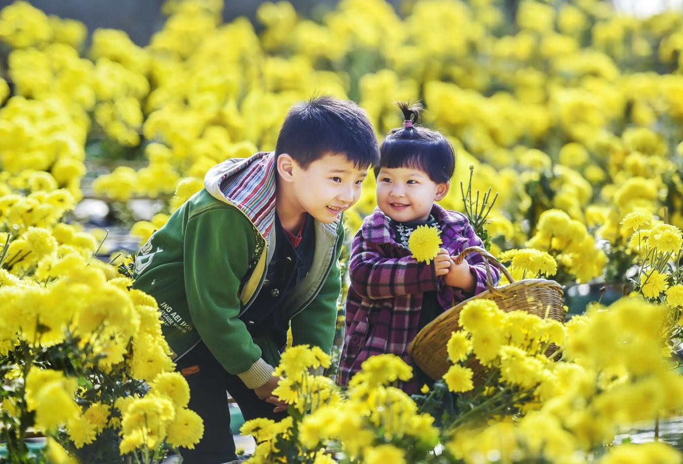 金丝皇菊.jpg