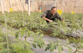 no4dingtao_副本.jpg