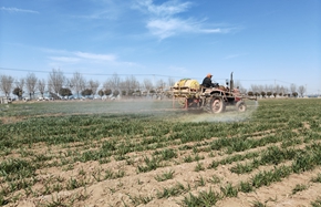 dingtao 321_副本.jpg