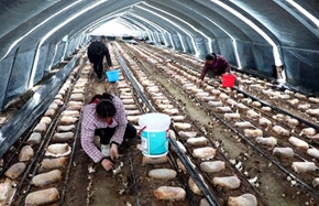 dingtao 0407_副本.jpg