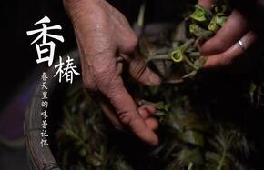 香椿 春天里的味觉记忆-封面.jpg