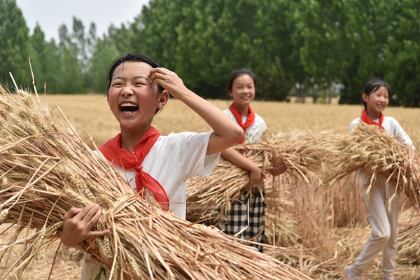 2-2024年6月12日，山东潍坊高密市大牟家镇官厅小学的小学生在校园麦田里搬运收获的小麦。（李海涛 摄）_副本.jpg