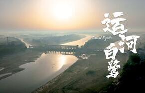 运河白鹭（不带字幕）-封面.jpg